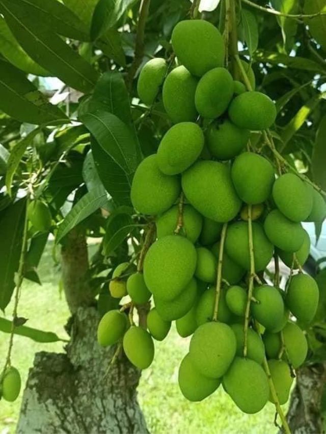 Make this amazing recipe with raw mango in summers
